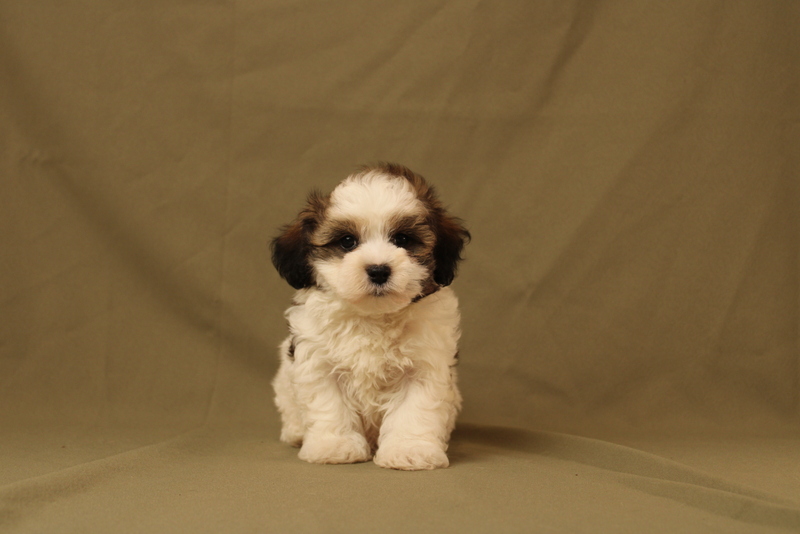 puppy, for, sale, Maltipoo, Matthew B. Stoltzfus, dog, breeder, Gap, PA, dog-breeder, puppy-for-sale, forsale, nearby, find, puppyfind, locator, puppylocator, aca